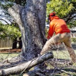 tree service